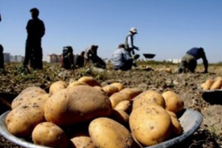 سقف قیمت سیبزمینی در همدان تعیین شد