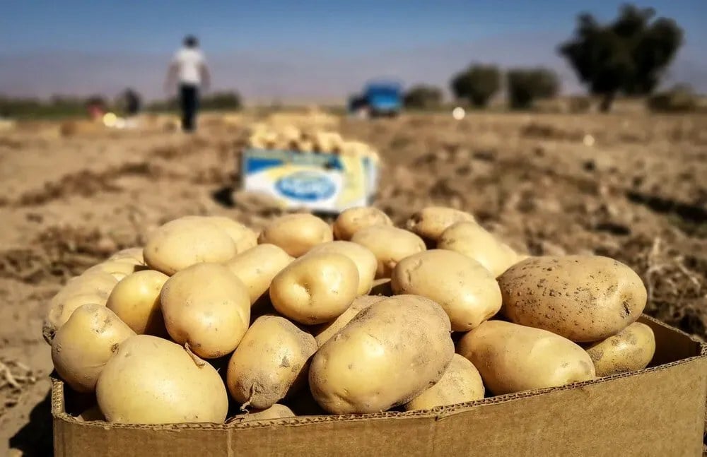 سیب زمینی هم از سفره ها فاصله گرفت؟ / اتفاقی که بازار را تکان داد