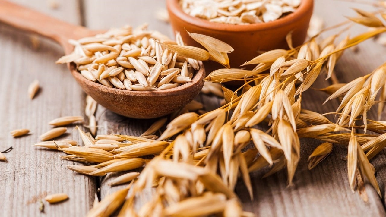 عرضه عمده جو با قیمت مناسب