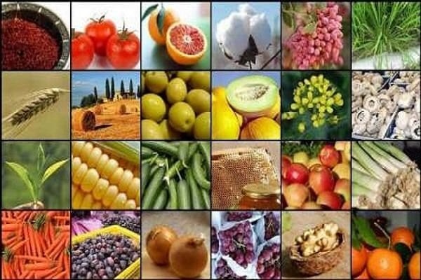 بیمه ۳۵ درصد محصولات کشاورزی گیلان