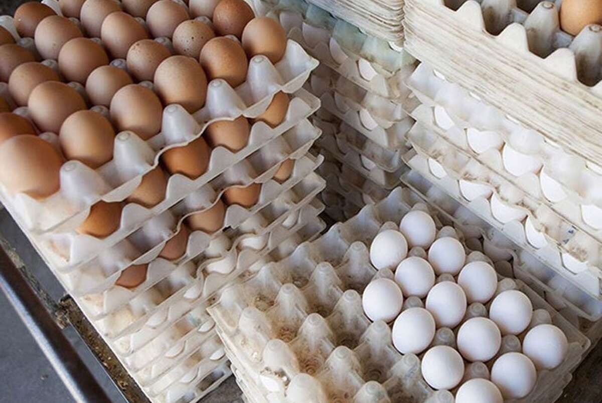 قیمت۷۰۰هزار تومانی هر شانه تخممرغ