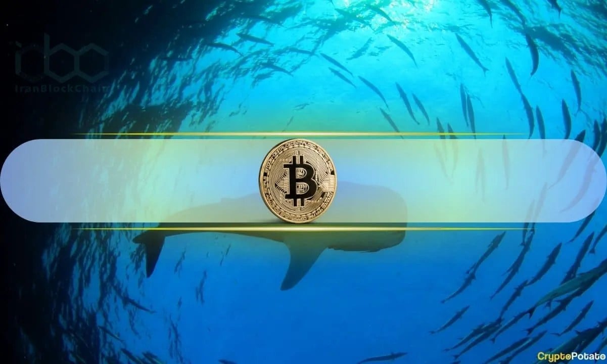 نهنگ‌های بیت‌کوین پس از ماه‌ها فروش دوباره خرید را آغاز کردند: CryptoQuant