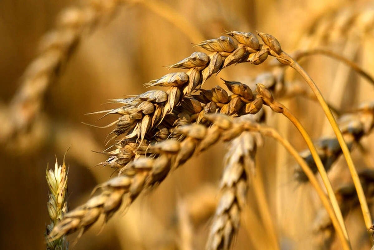 جهش قیمت نهاده‌ها/تبعات انباشت مطالبات گندمکاران