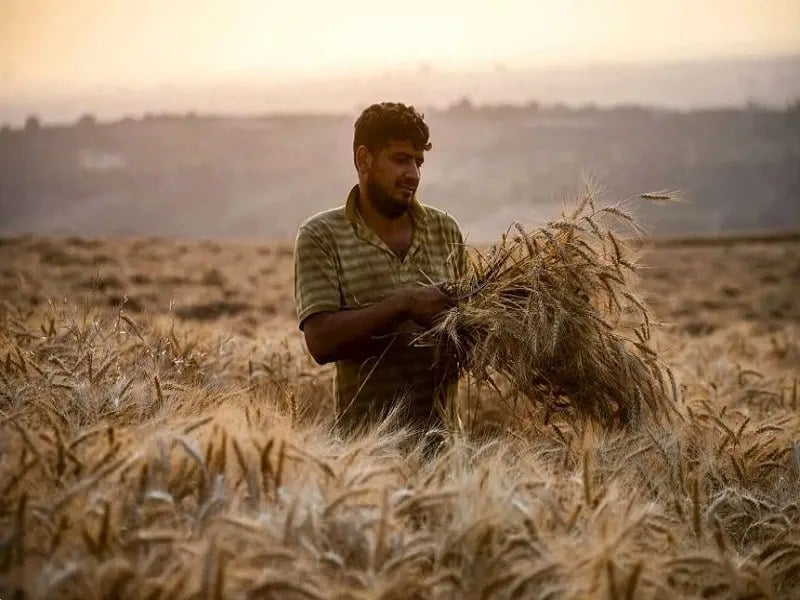 چگونه تصمیم امروز «نان» سال بعد را تعیین میکند؟