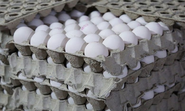 سرانه مصرف تخم مرغ در کشور ۱۵ کیلو است