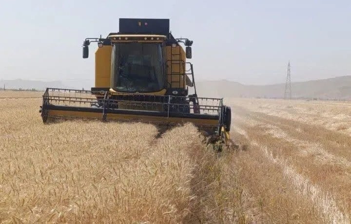 تاخیر در پرداخت مطالبات و گرانی نهادهها، مهمترین چالش گندمکاران است