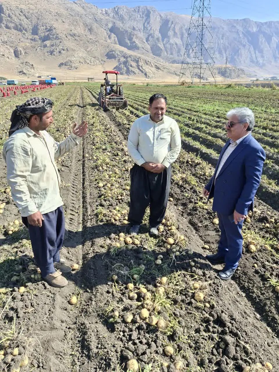 مدیر تعاون روستایی استان کرمانشاه از مزارع سیب زمینی منطقه میاندربند بازدید کرد