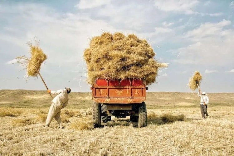 بخش بزرگی از پول گندم کاران پرداخت شد؛ سوخت کشاورزان افزایش یافت