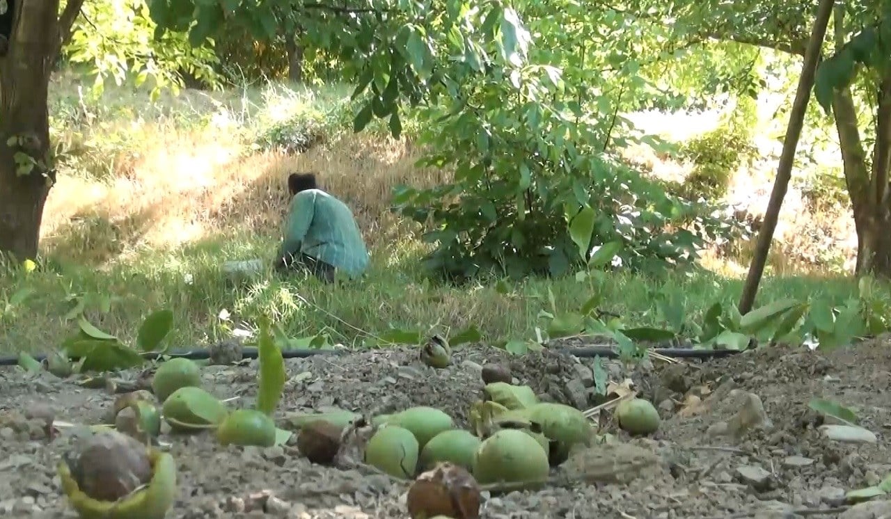 پرداخت غرامت به کشاورزان کردستانی