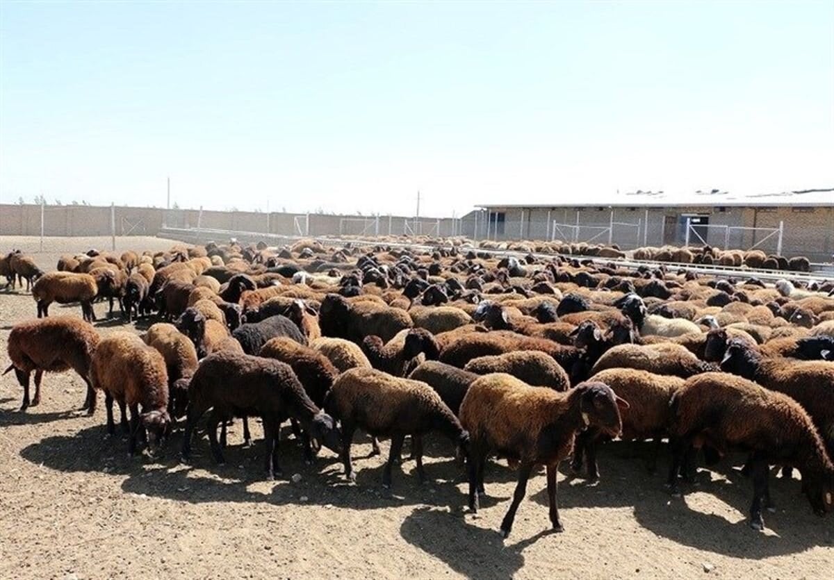 قیمت دام زنده امروز ۲۱ مهرماه ۱۴۰۵/هر کیلوگرم گاو بین ۵۰۰ تا ۵۵۰ هزار تومان