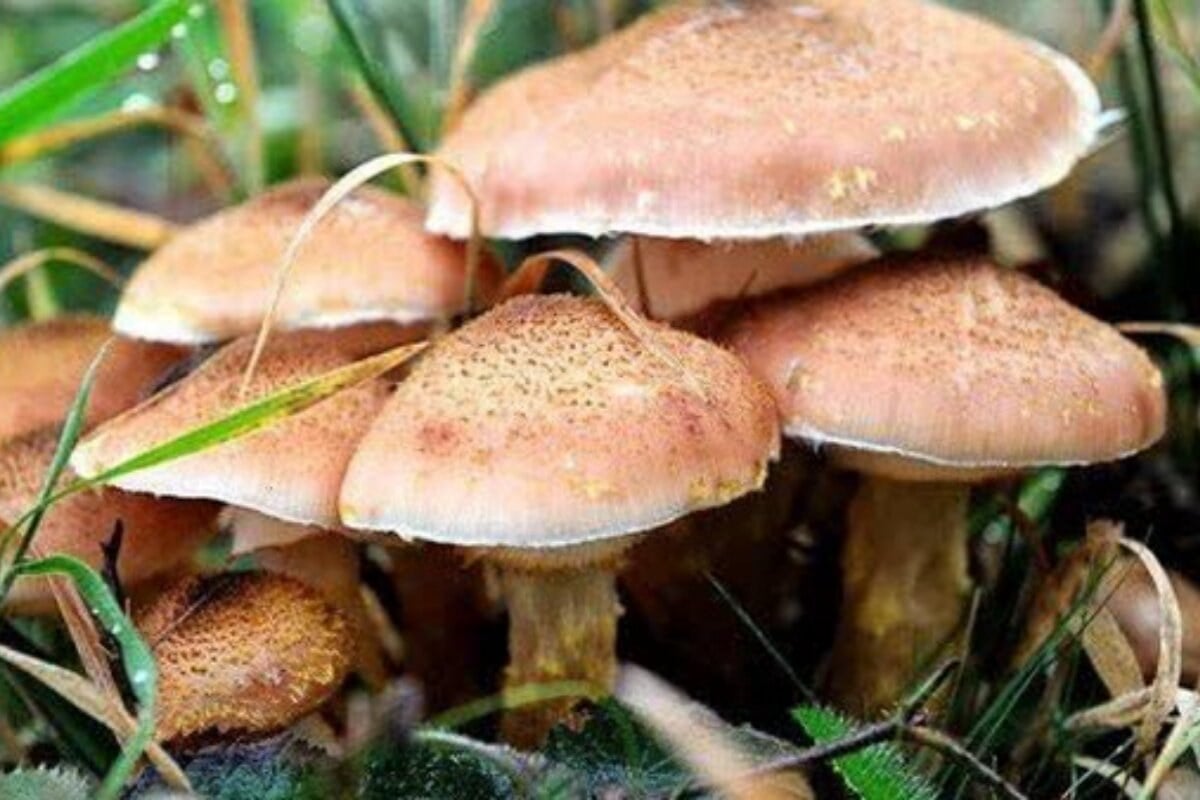 مسمومیت ۵ نفر با قارچ جنگلی در آزادشهر
