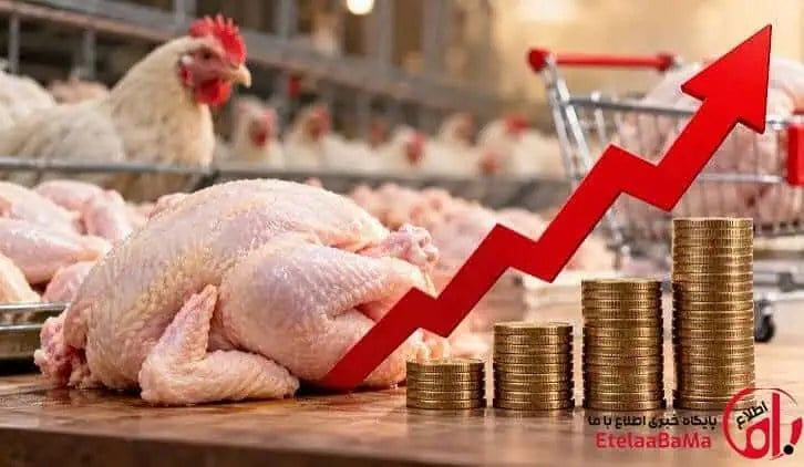 قیمت مرغ در مسیر گرانی دوباره؛ هشدار تولیدکنندگان درباره افزایش هزینه نهادهها