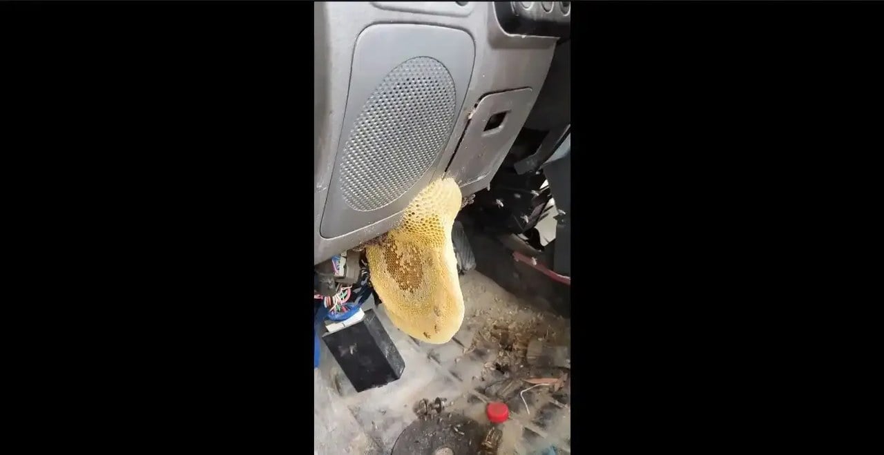 اتفاق عجیب در پراید؛ کندوی زنبور عسل داخل خودرو!