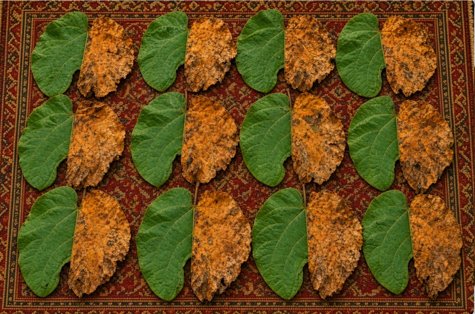 سوگواری در تالار عروسی