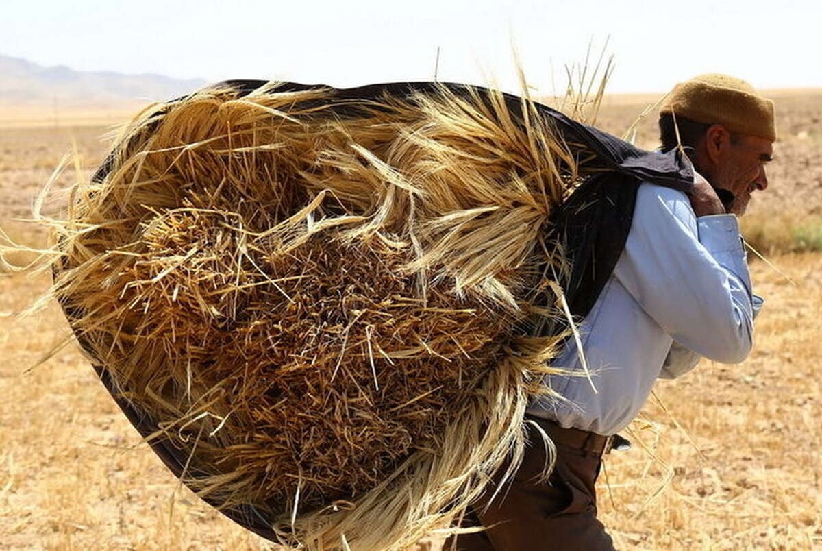 اعلام قیمت خرید تضمینی گندم برای سال زراعی آینده