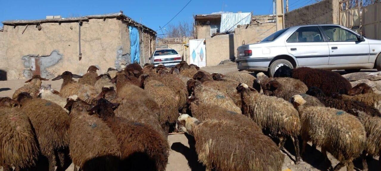 ثبات قیمت دام زنده در بازار؛ گوسفند و گوساله چه قیمتی دارند؟