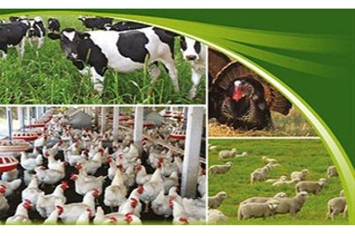 سرمایه در گردش دام و طیور چهار برابر شد
