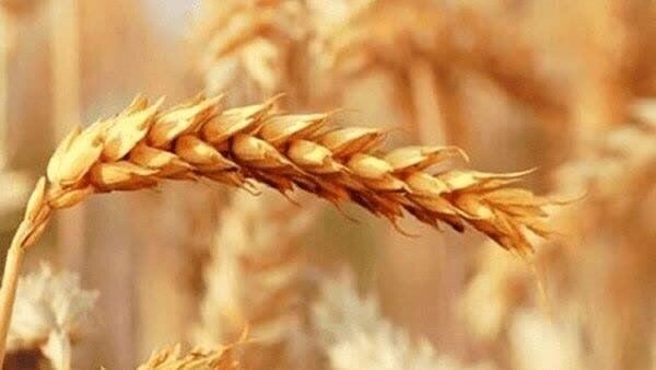 تعیین قیمت خرید تضمینی گندم: حداقل ۸۵ هزار تومان در هر کیلوگرم