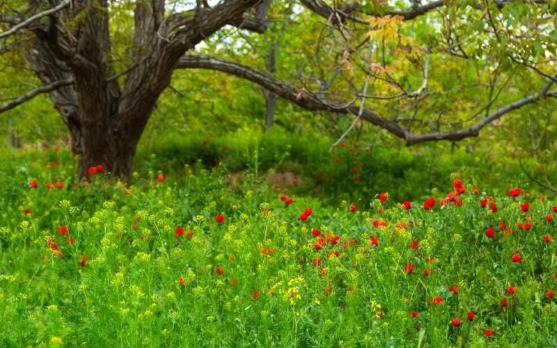 یک سال با اهالی «برزنون»