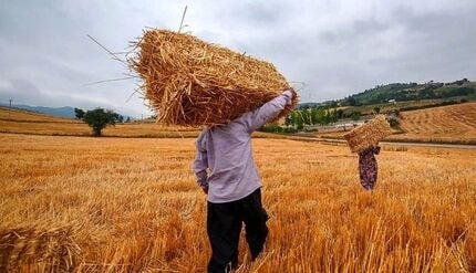 وعده پرداخت مطالبات گندمکاران در هفته جاری