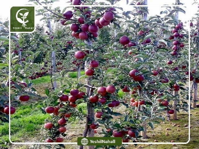 صادرات انواع نهال سیب به ترکمنستان
