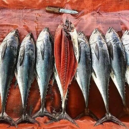 ثبت سفارش واردات ماهی تون از ۲۶ مهر