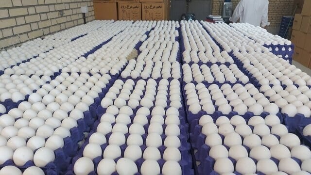 قیمت هر شانه تخم مرغ برای مصرف کننده ۵۰۰ هزار تومان