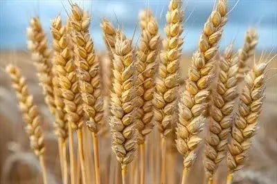 قیمت خرید تضمینی گندم اعلام شد؟