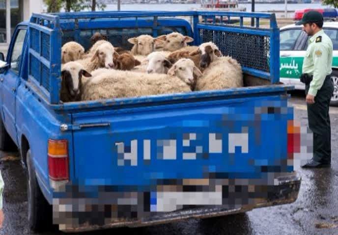 کشف ۱۱ رأس گوسفند بدون مجوز در بندرانزلی