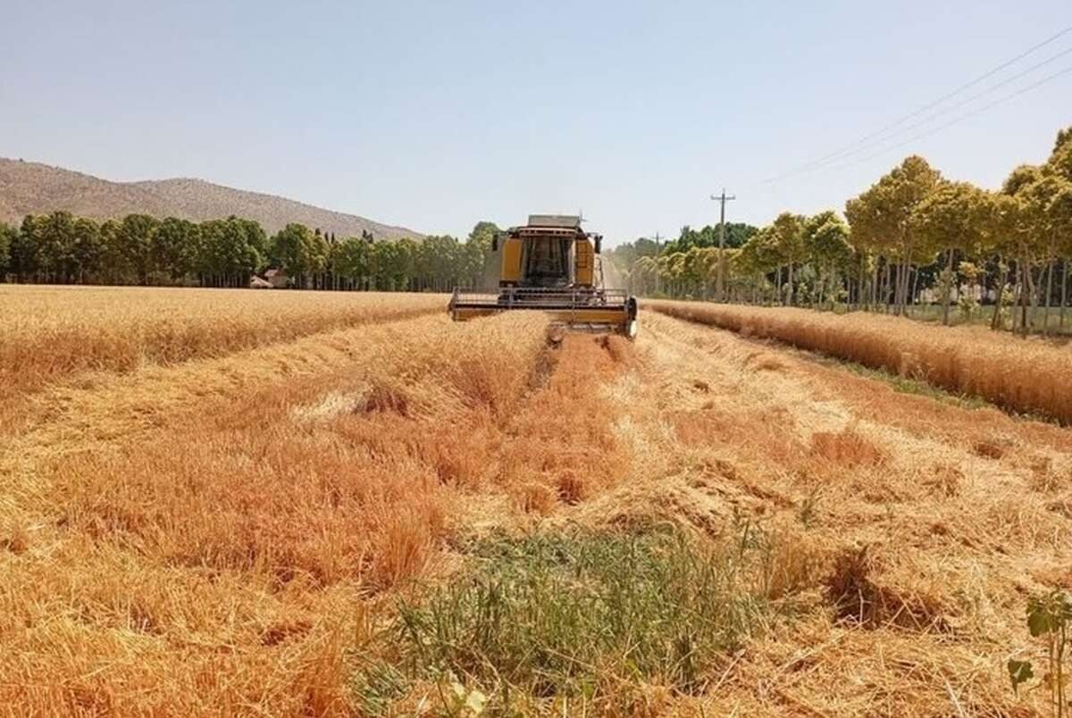 خبر مهم برای گندمکاران/قیمت خرید تضمینی گندم کی نهایی میشود؟