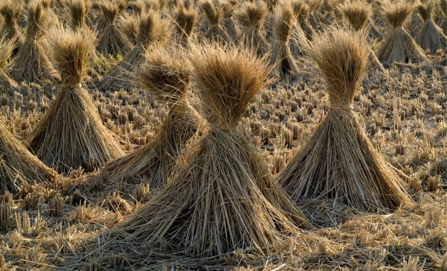 هشدار آژانس بین‌المللی انرژی درباره افزایش قیمت جهانی مواد غذایی