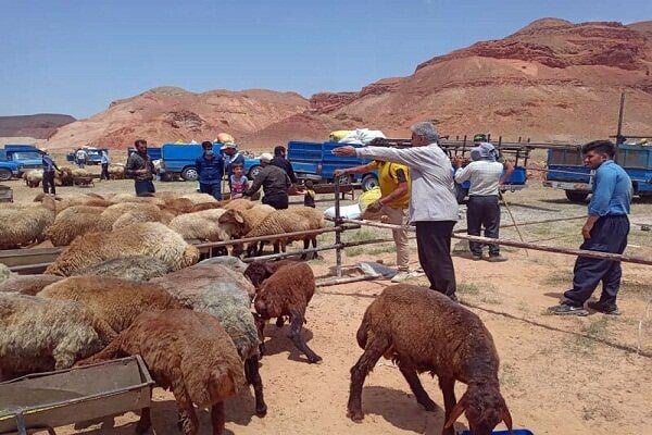 قیمت دام زنده امروز؛ اختلاف قیمت گوسفند و گوساله در استانها
