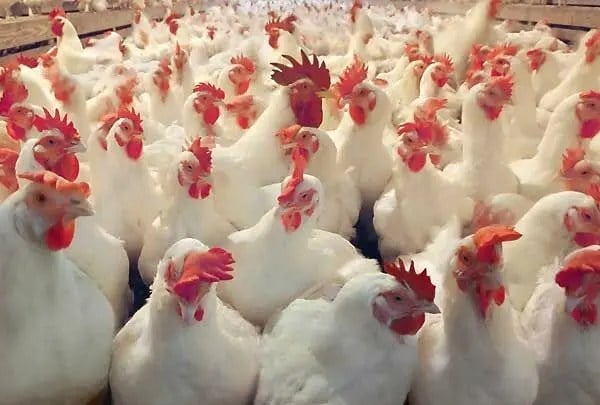 قیمت جدید خرید مرغ از مرغداران اعلام شد