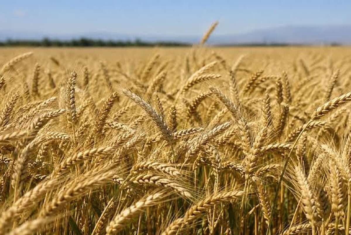 گندمکاران بخوانند/قیمت خرید تضمینی گندم ۸۵هزار تومان میشود؟