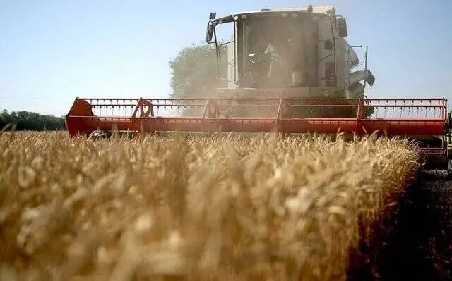 قیمت گندم ۱۴۰۵ مشخص شد؟ اختلاف بر سر نرخ خرید تضمینی به اوج رسید