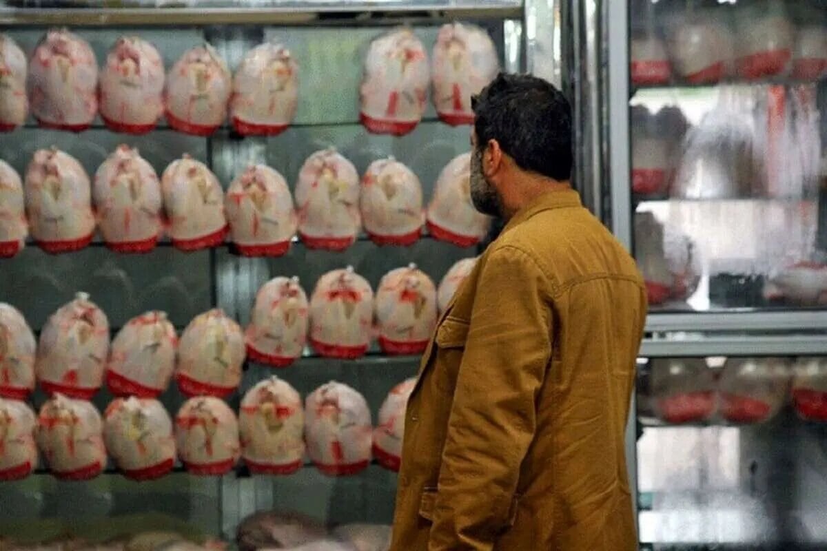 مازاد تولید مرغ داریم؛ قیمت بازار هنوز با هزینه واقعی تولید فاصله دارد