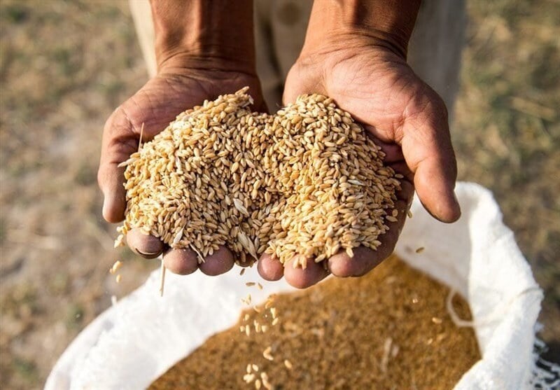 پرداخت بیش از ۸ هزار میلیارد تومان وام برای بذرهای گواهی شده