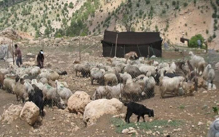 وام کمبهره برای عشایر ایلام؛ تسهیلات ۹۰ میلیاردی نهاده دامی