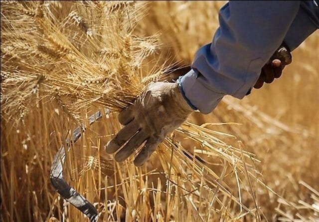 رییس بنیاد ملی گندمکاران : قیمت پیشنهادی گندمکاران برای هر کیلوگرم گندم ۸۵ هزار تومان است