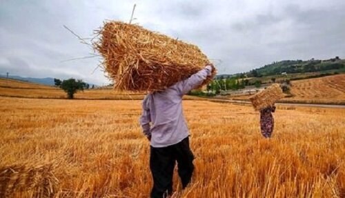 توضیح وزیر جهادکشاورزی درباره قیمت جدید گندم/ تا عدد نهایی نشود، نمیتوانیم نرخ را ابلاغ کنیم