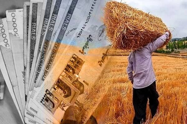 قیمت خرید تضمینی گندم باز هم تعیین نشد؛ گندمکاران در انتظار تصمیم نهایی