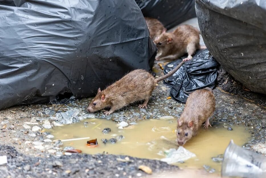هوش مصنوعی به جنگ موشها میرود