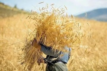رئیس بنیاد ملی گندمکاران: قیمت خرید تضمینی گندم هنوز نهایی نشده است