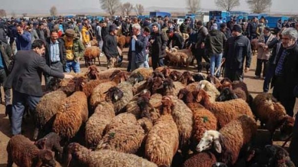قیمت دام زنده امروز؛ اختلاف نرخ گوسفند و گوساله در استانها
