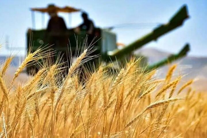 اختلاف بر سر قیمت گندم؛ کشاورزان بر نرخ ۸۵ هزار تومانی پافشاری می‌کنند