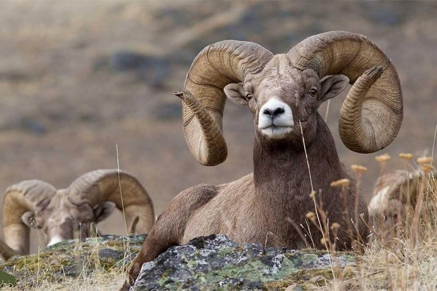 تغییرات اقلیمی و تخریب زیستگاهها؛ حیاتوحش افغانستان در معرض خطر نابودی قرار دارد